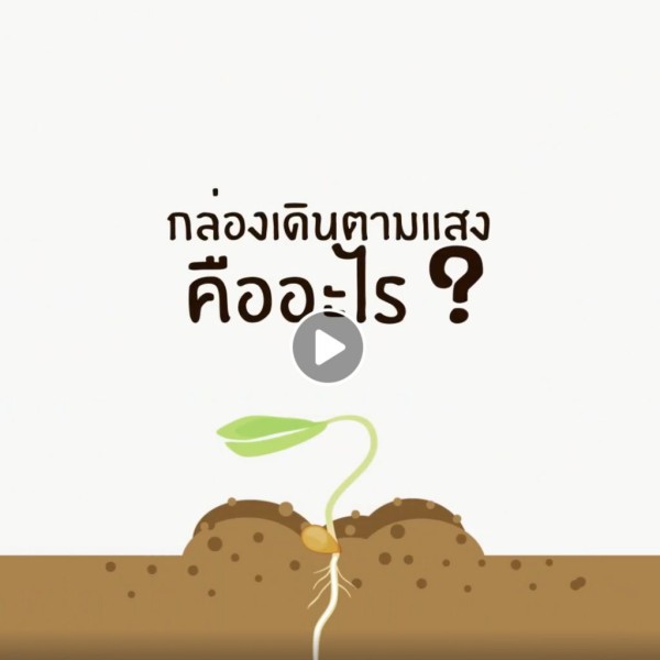 กล่องดินสอตามแสงคืออะไร?